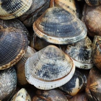 Lust for Mollusks